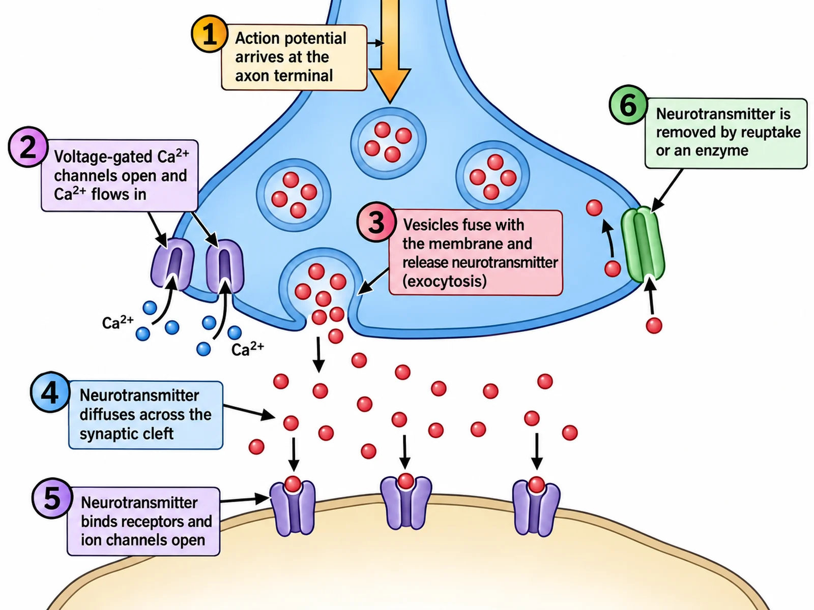Synaptic transmission diagram numbering six steps from the action potential arriving and calcium entering to neurotransmitter release, receptor binding, the postsynaptic response, and removal of the neurotransmitter