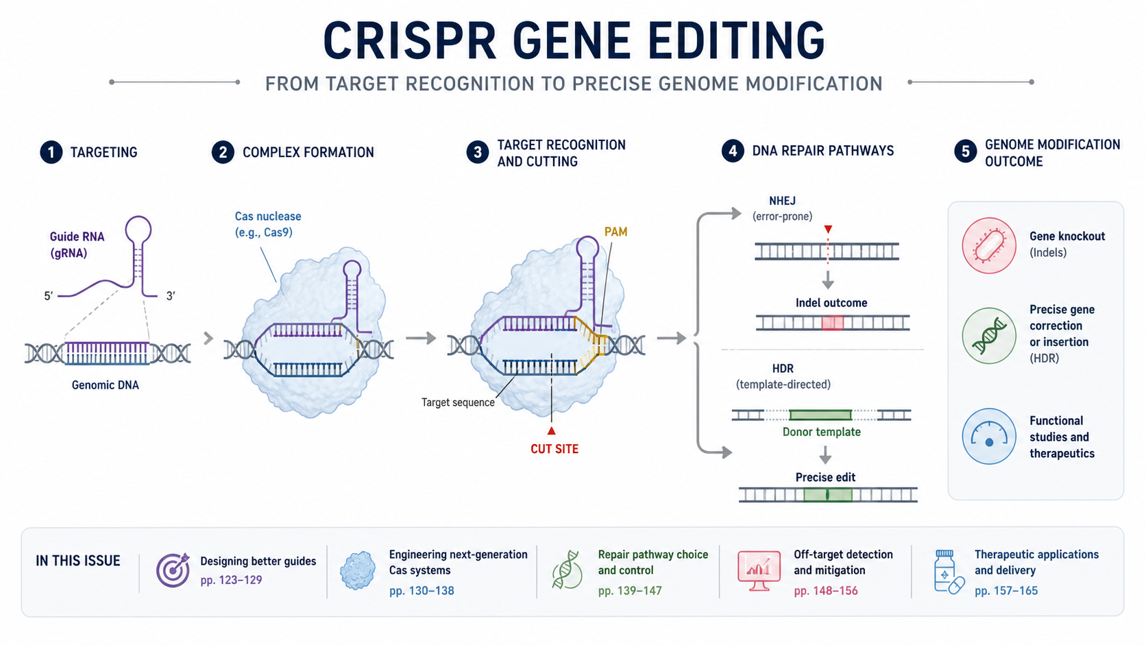 目录图:展示 CRISPR 基因编辑,包含 DNA 靶点、向导 RNA、Cas 酶与编辑结果标识
