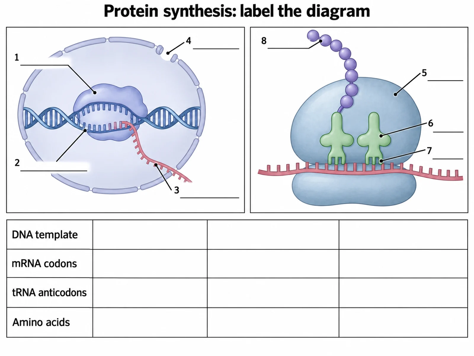 Unbeschriftetes Arbeitsblatt zur Proteinbiosynthese mit Feldern für Transkription und Translation, leeren Beschriftungslinien und leeren Codon-Kästchen