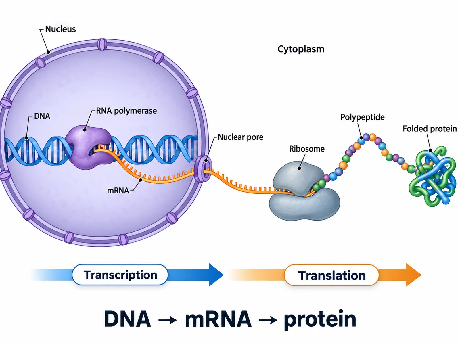 Beschriftetes Schaubild des zentralen Dogmas: DNA wird im Zellkern in mRNA transkribiert, die mRNA an einem Ribosom im Zytoplasma in Protein translatiert