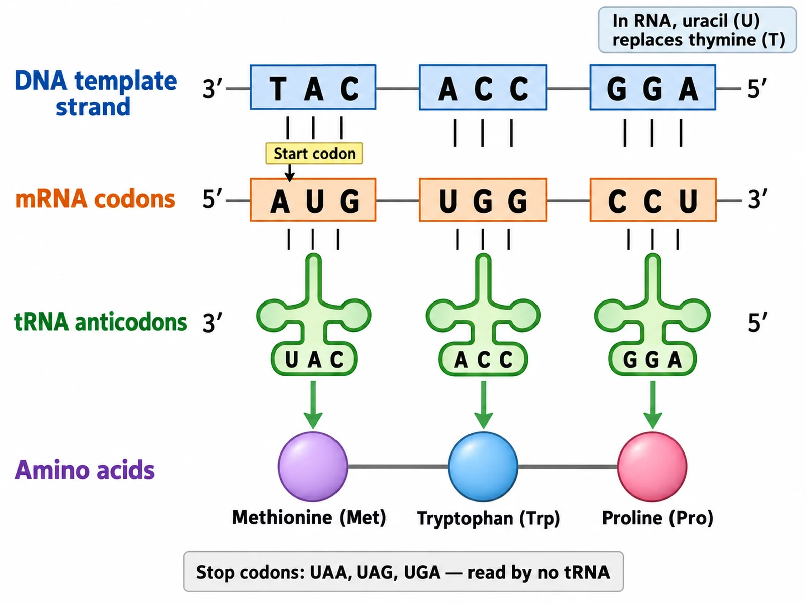 Nahansicht: Codons der mRNA paaren sich mit den Anticodons der tRNA, darunter die passenden Aminosäuren der Polypeptidkette