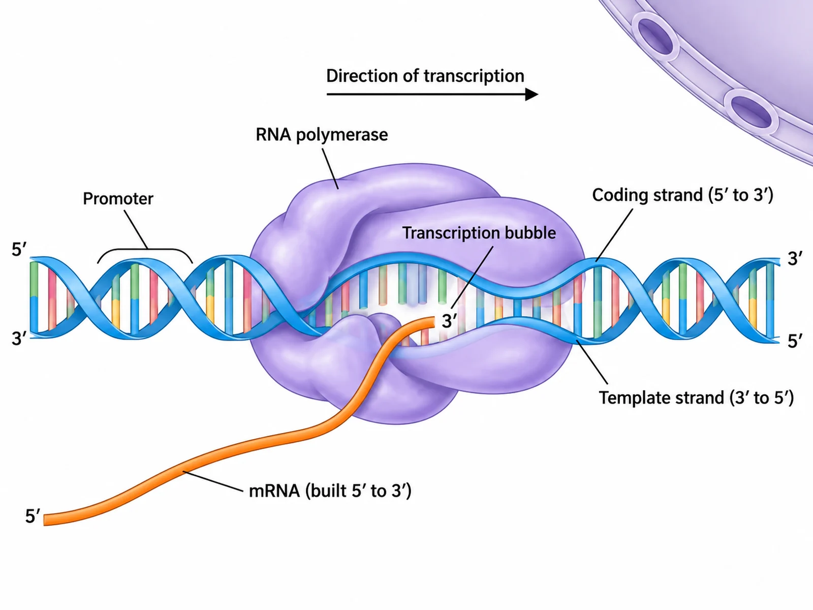 Schaubild der Transkription: Die RNA-Polymerase liest im Zellkern den codogenen DNA-Strang ab und synthetisiert einen mRNA-Strang