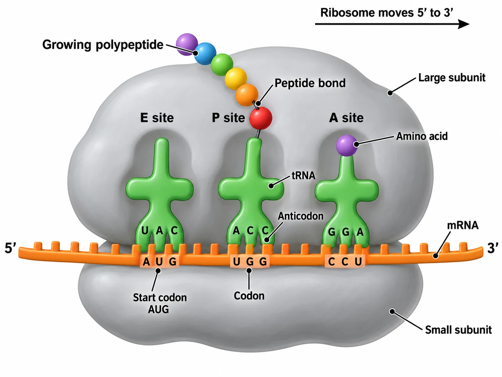 Schaubild der Translation: mRNA, die durch ein Ribosom läuft, tRNA, die Aminosäuren anliefert, und eine wachsende Polypeptidkette