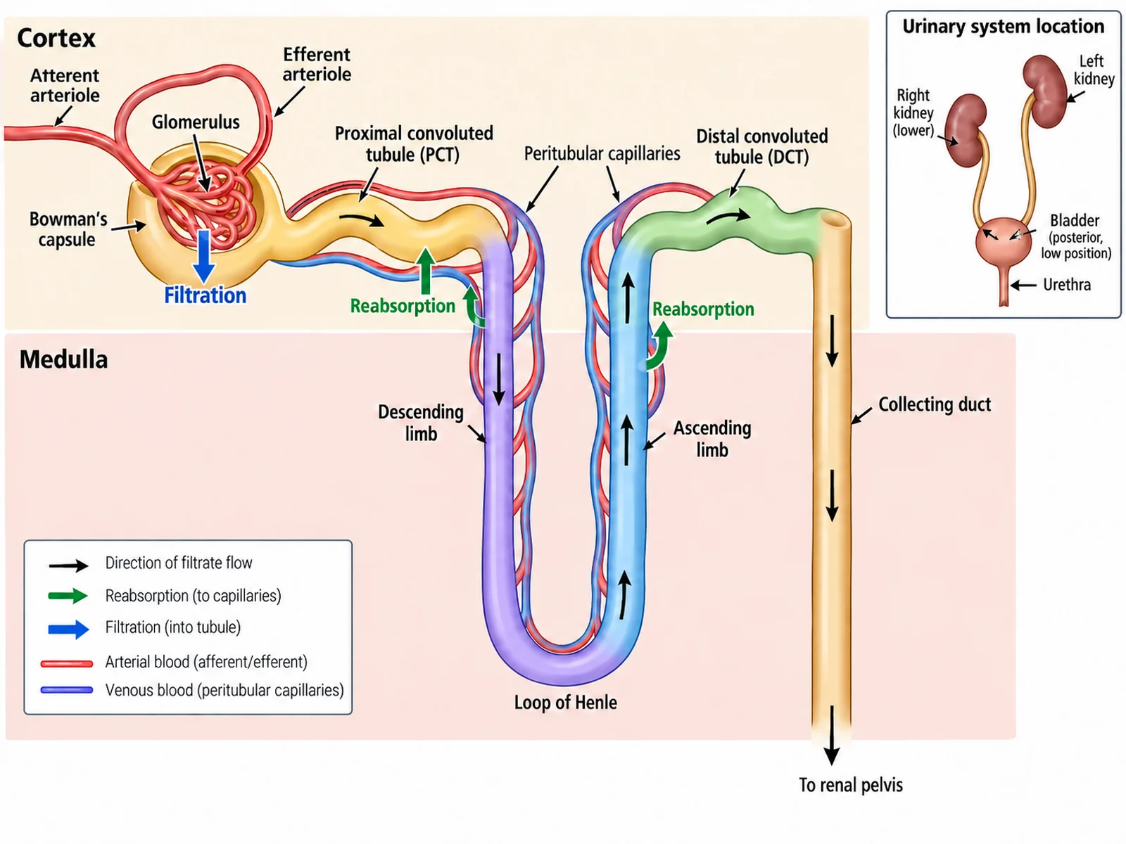 Labeled nephron diagram tracing filtrate from the glomerulus and Bowman’s capsule through the tubules and loop of Henle to the collecting duct