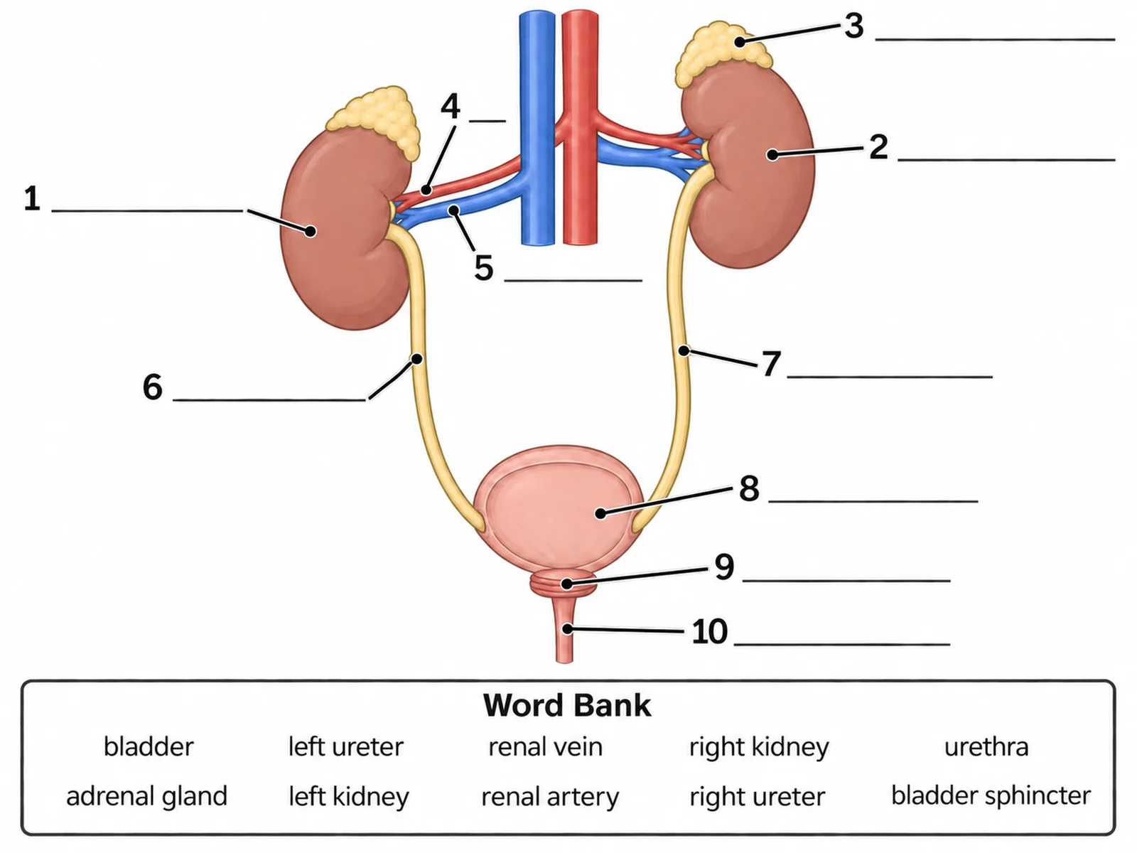 Blank unlabeled urinary system diagram with numbered empty label lines and a word bank for students to complete