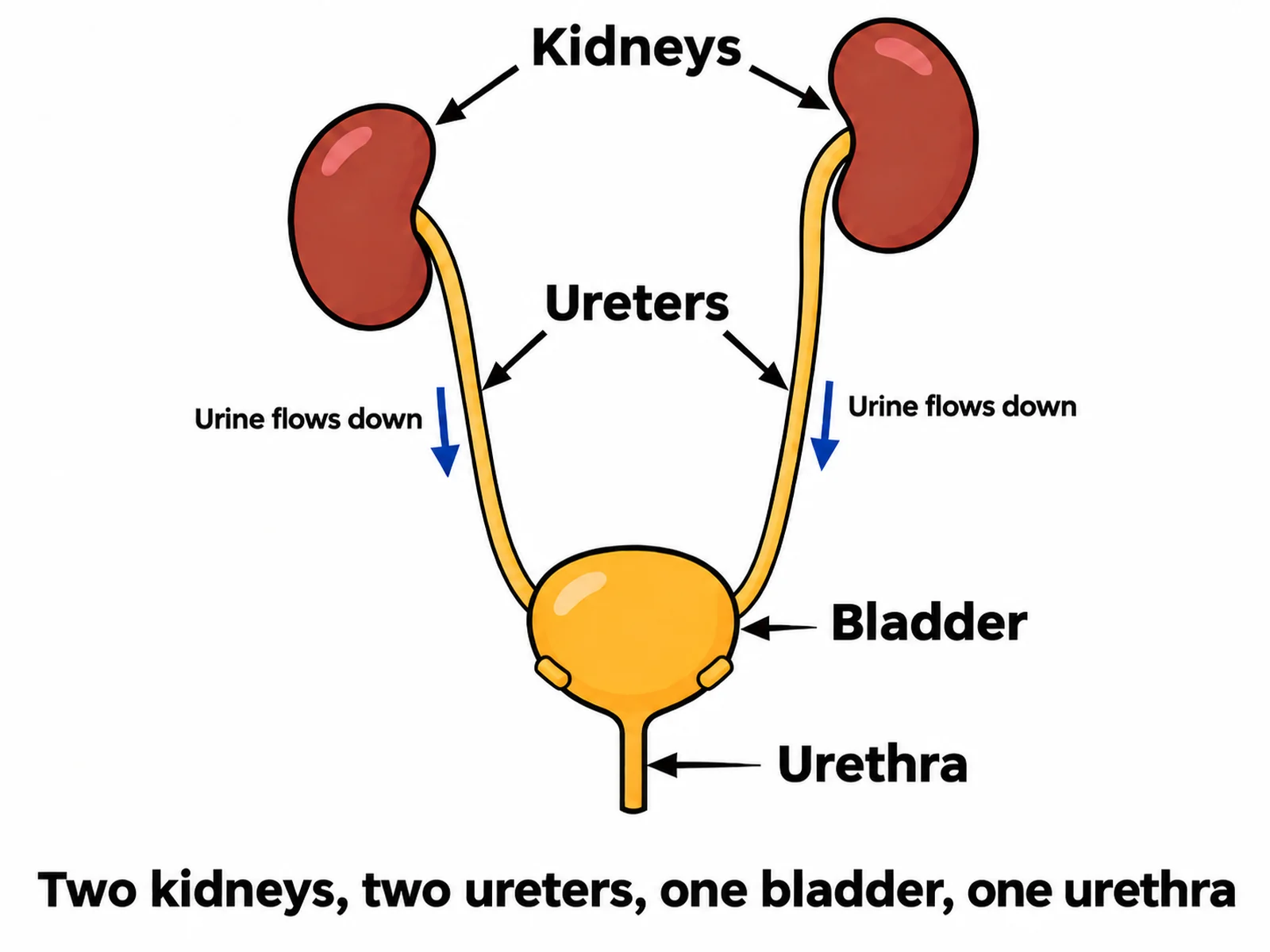 Simple urinary system drawing for younger students labeling only the kidneys, ureters, bladder, and urethra