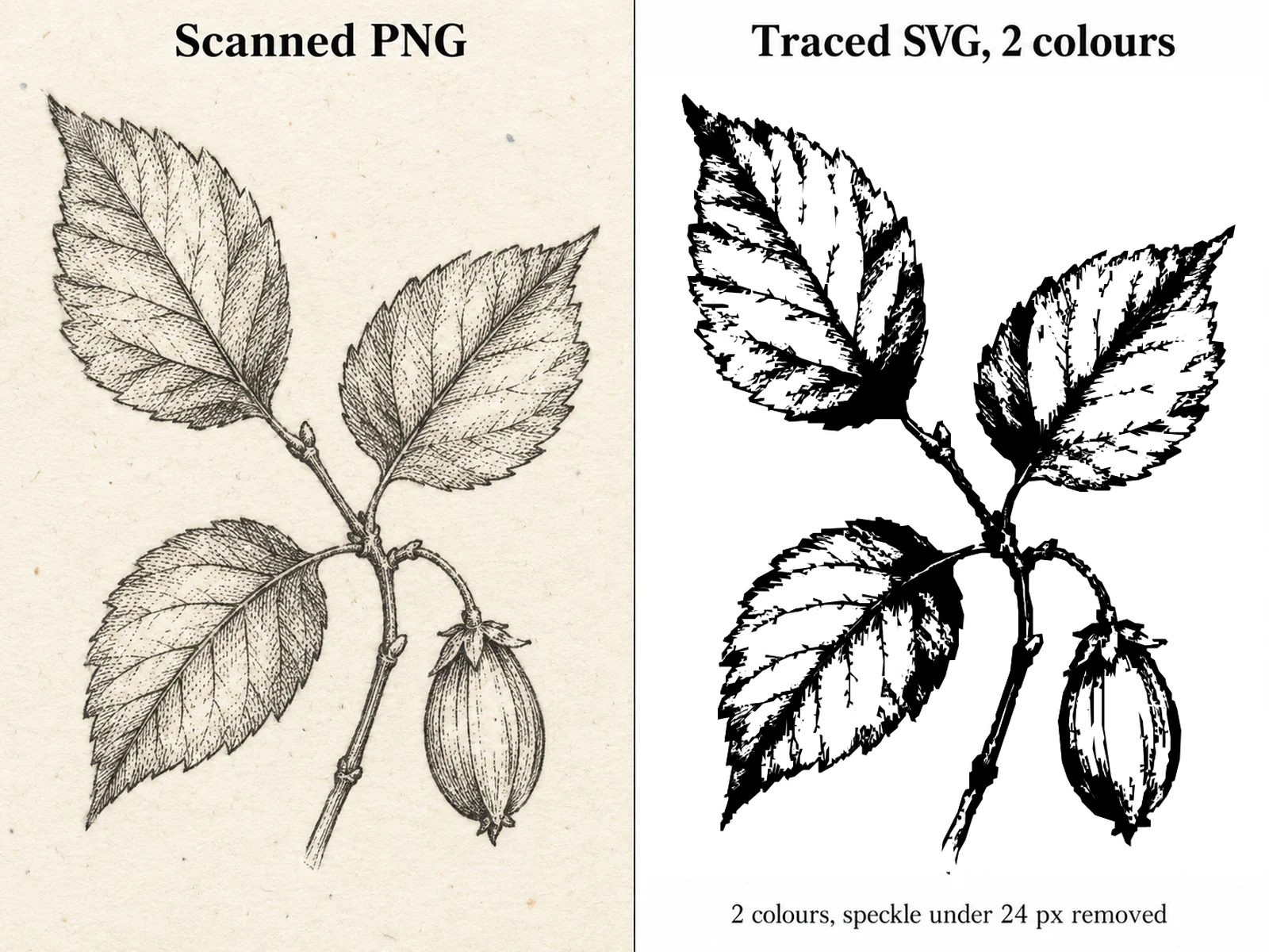 Eine eingescannte Tuschezeichnung neben ihrem nachgezeichneten SVG: der Scan grau und gesprenkelt, die Nachzeichnung tiefschwarz auf reinem Weiß