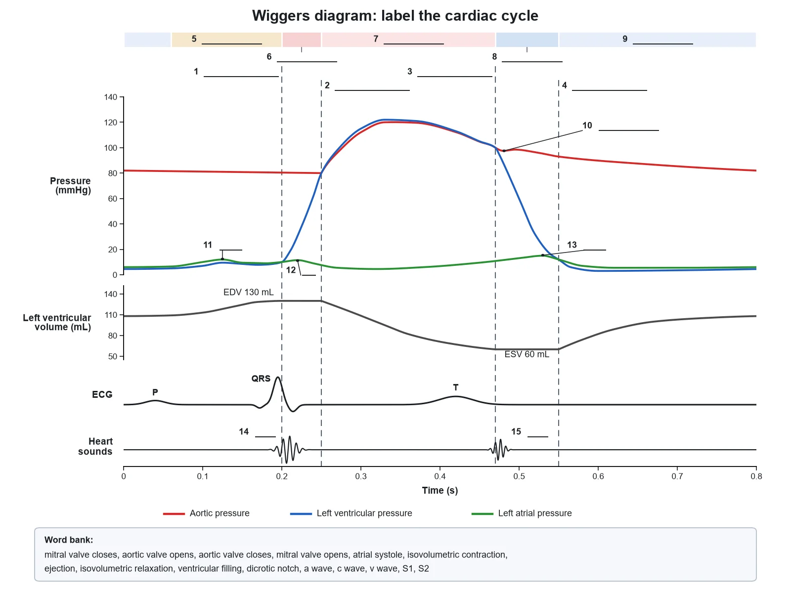 Blank Wiggers diagram worksheet with the pressure, volume, ECG, and heart sound traces, axes, and four valve lines drawn, and fifteen numbered answer lines for the valve events, phases, waves, and sounds, with a word bank