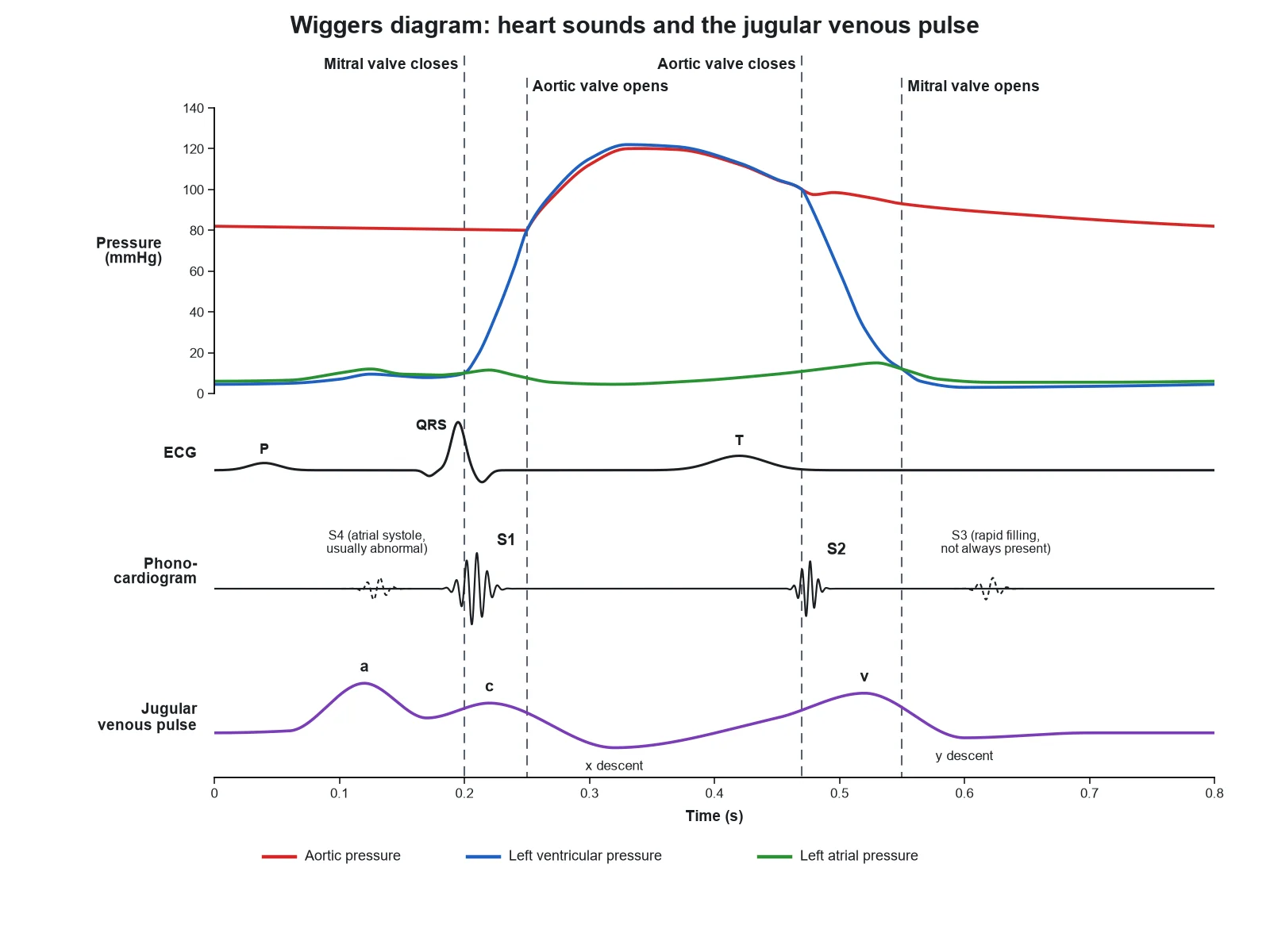 Wiggers diagram heart sounds figure with the ECG, a phonocardiogram showing S1, S2, S3, and S4, and the jugular venous pulse with a, c, and v waves and x and y descents, aligned to the valve events