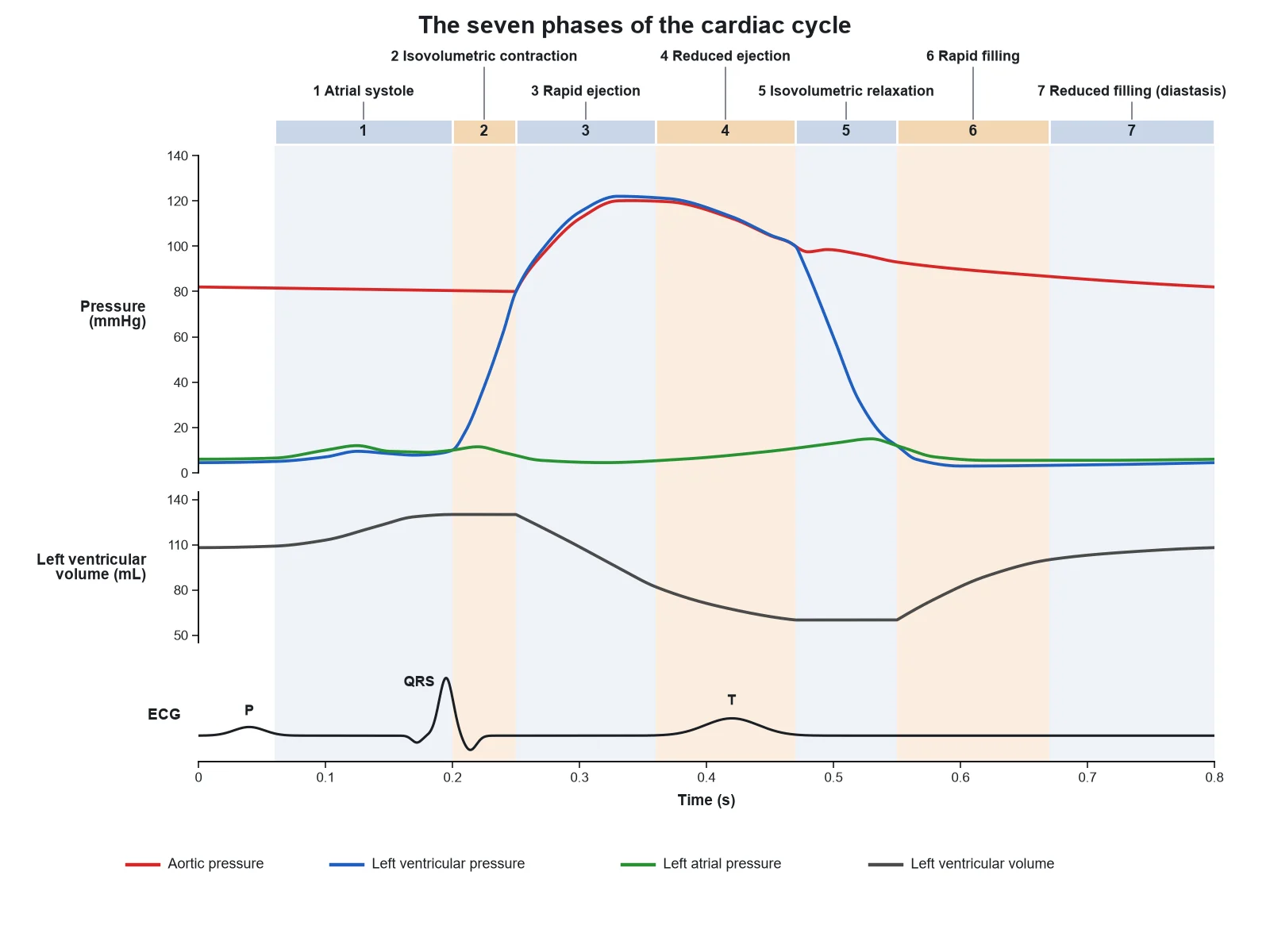Wiggers diagram divided into seven shaded phases of the cardiac cycle, from atrial systole through isovolumetric contraction, rapid and reduced ejection, isovolumetric relaxation, and rapid and reduced filling