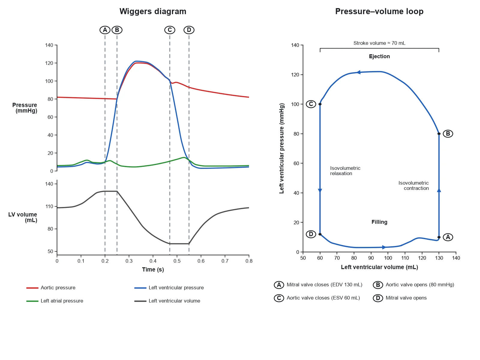 Wiggers diagram beside a left ventricular pressure–volume loop, with the four valve events matched from the vertical lines on the Wiggers diagram to the four corners of the loop