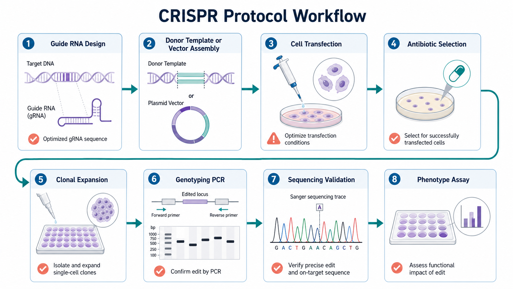CRISPR protocol workflow diagram with guide RNA design, cloning, transfection, selection, genotyping, and phenotype assay