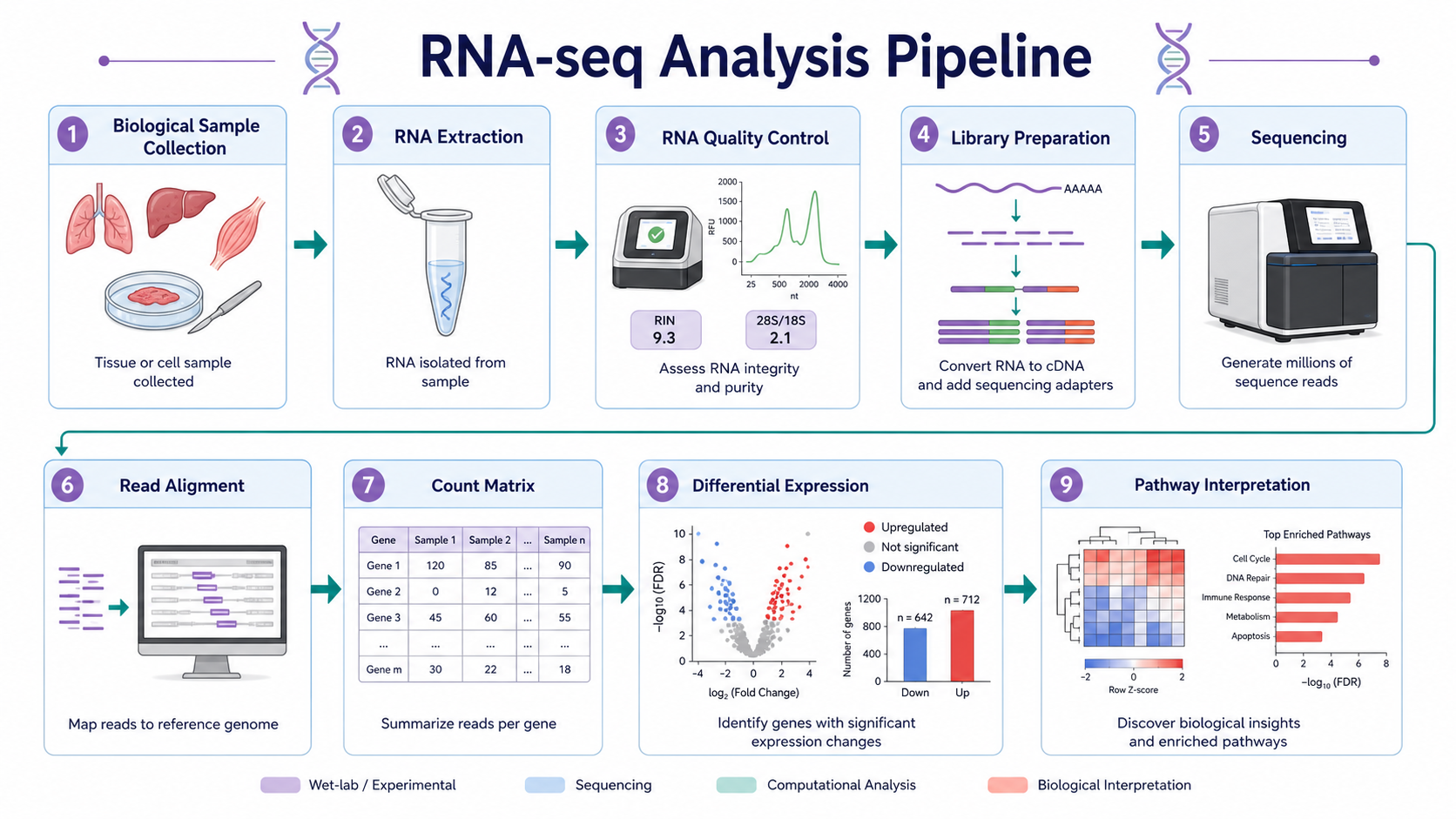 RNA-seq workflow diagram from sample collection through sequencing, alignment, differential expression, and pathway interpretation