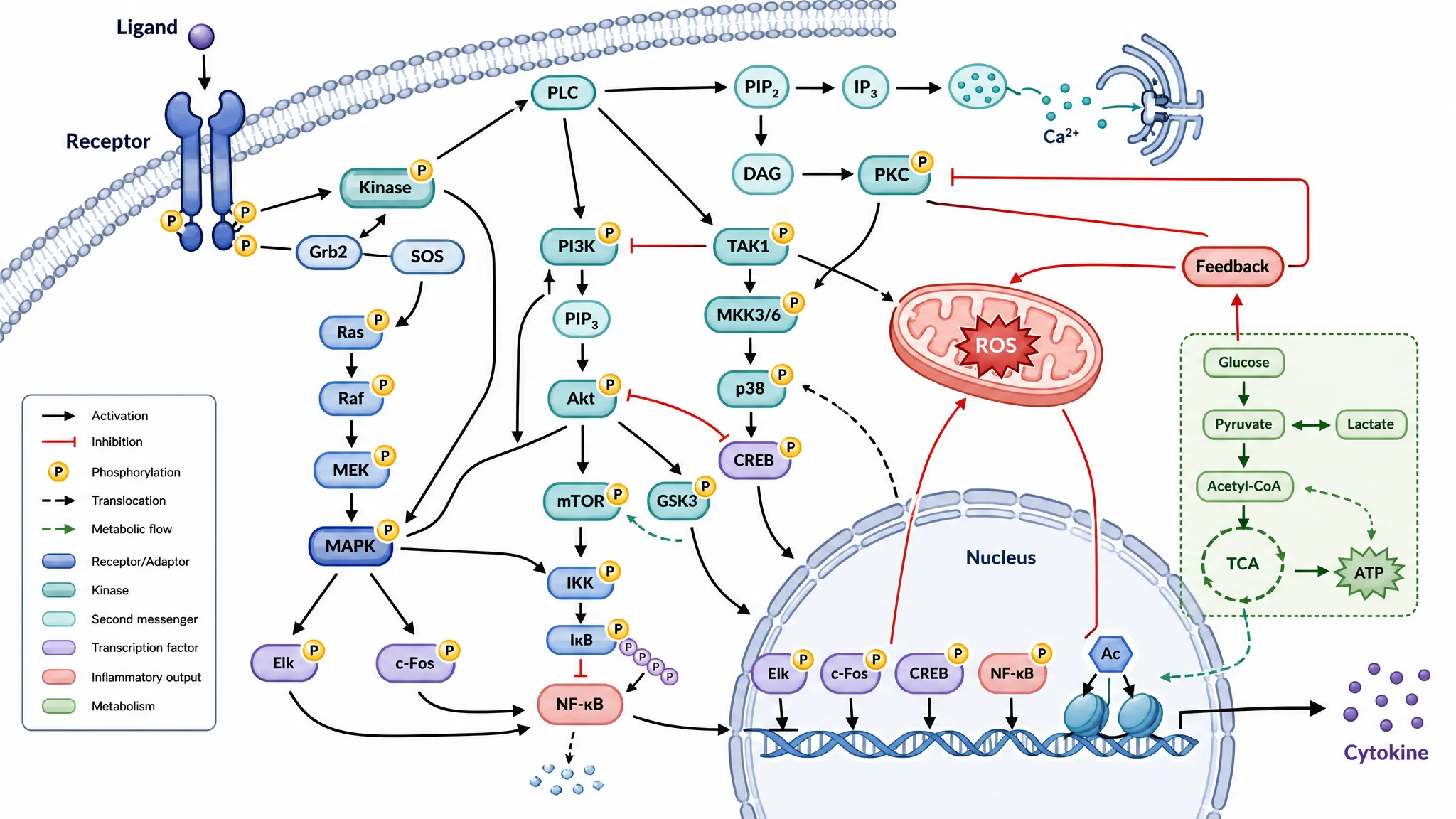 AI-generated cell signaling pathway diagram with receptors, kinase cascade, nucleus, and feedback annotations.
