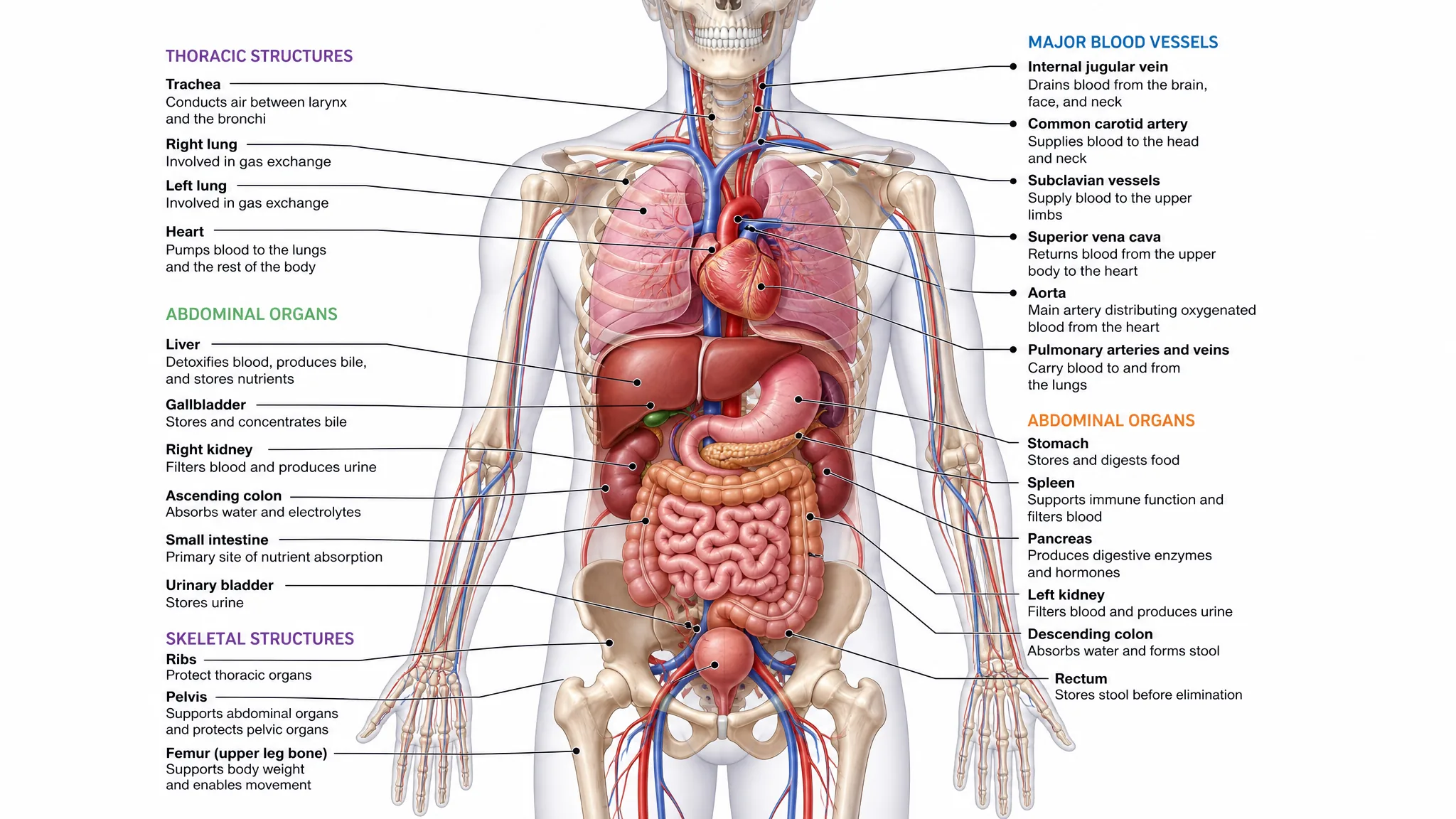 AI-generated anatomical medical illustration with labeled organs and body systems.