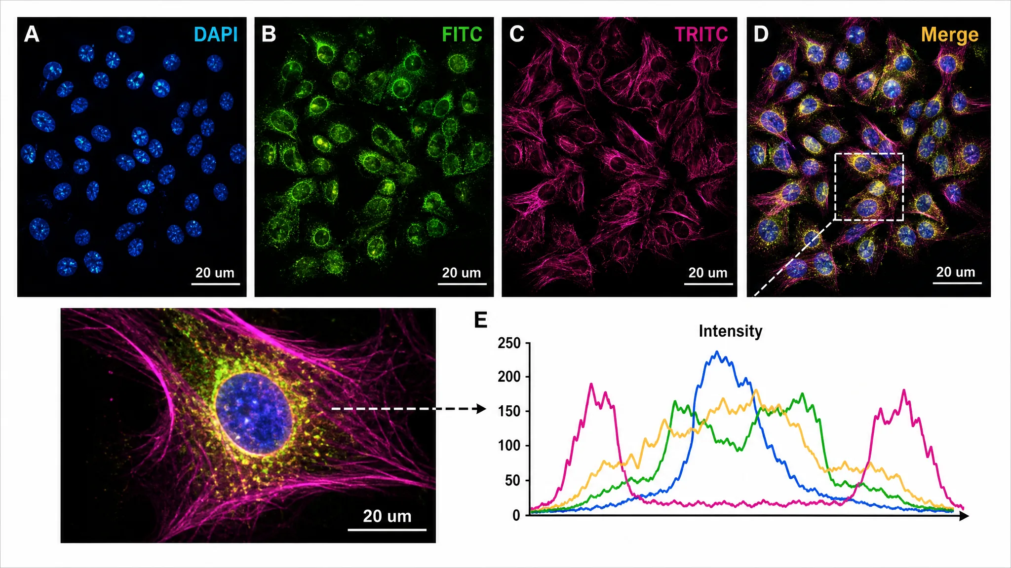 AI-generated fluorescence microscopy figure with channels, merge panel, scale bars, and intensity inset.