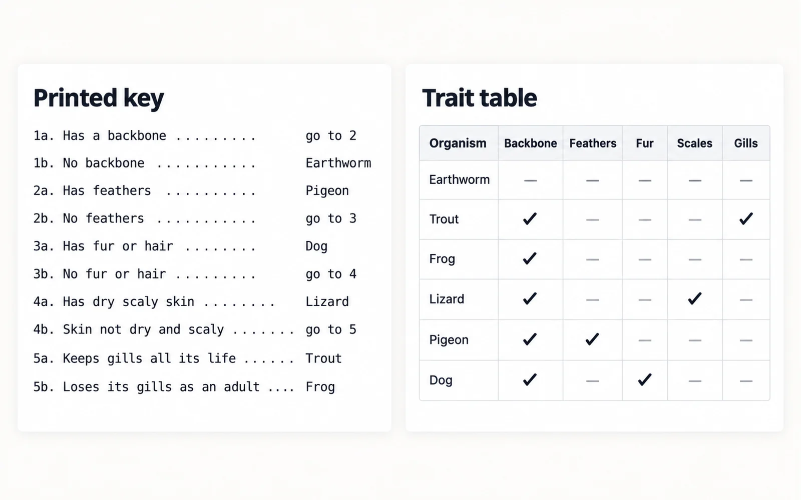 A dichotomous key separating six organisms through numbered paired statements, shown beside the trait table it was built from