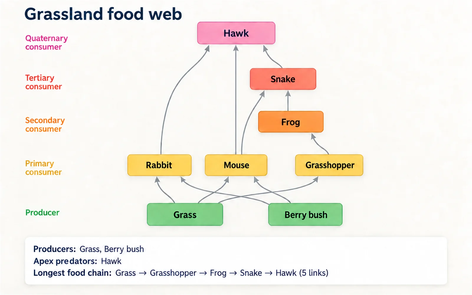 A grassland food web with producers at the bottom and a hawk at the top, arrows pointing from prey to predator