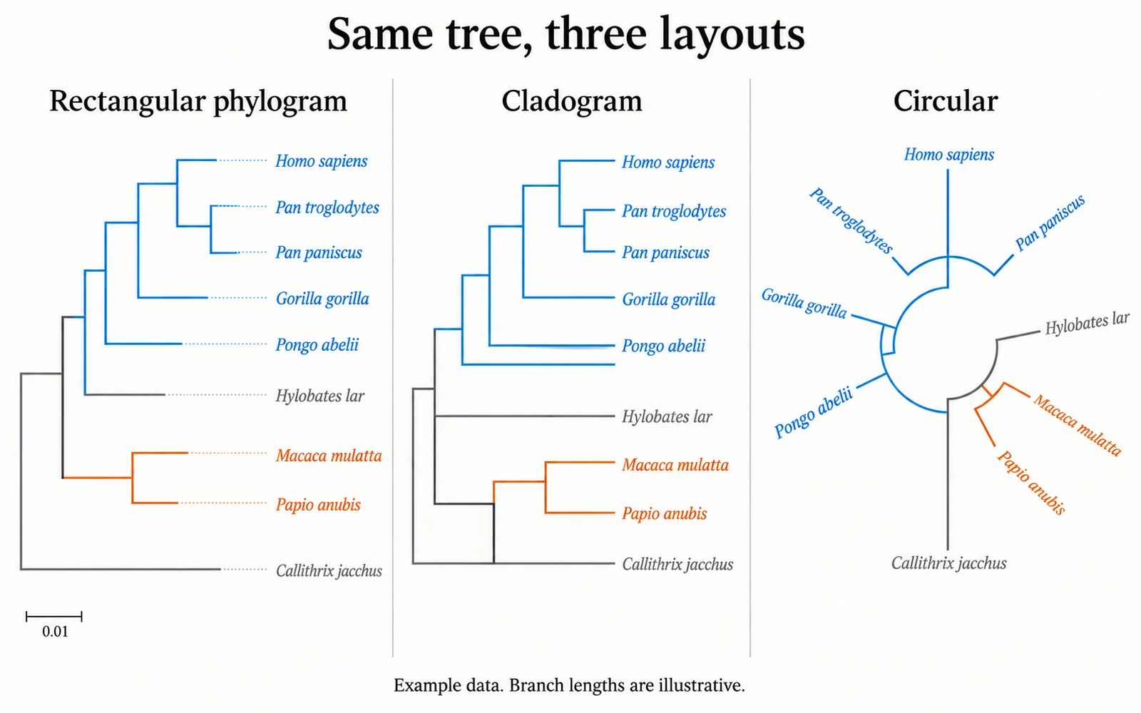 The same nine-tip primate tree drawn as a rectangular phylogram, a cladogram and a circular tree