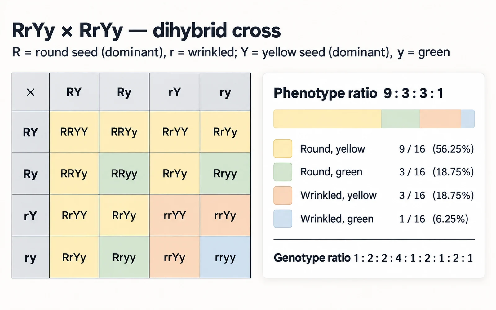 A worked RrYy by RrYy dihybrid cross with all sixteen genotypes tinted by phenotype and the 9:3:3:1 ratio beside it
